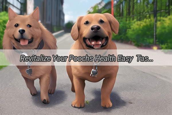 Revitalize Your Poochs Health Easy  Tasty Dog Soup Packs Unleashed